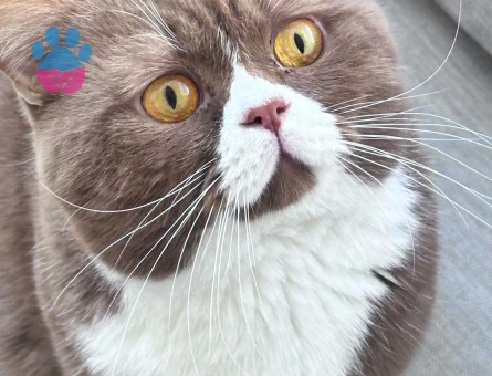 Oğluma kendi cinsinden beyaz/gold eş arıyorum