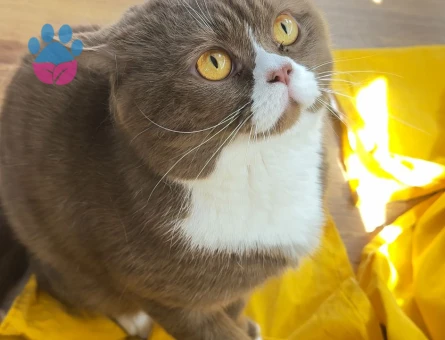 Oğluma kendi cinsinden beyaz/gold eş arıyorum