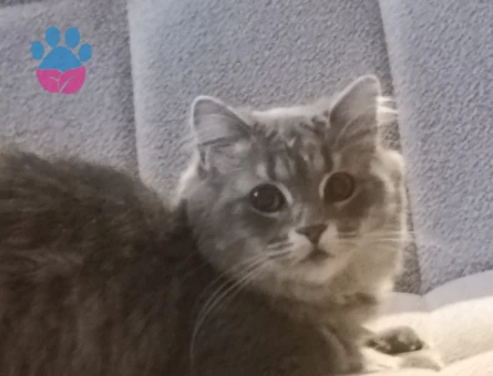 Erkek kedi arıyorum