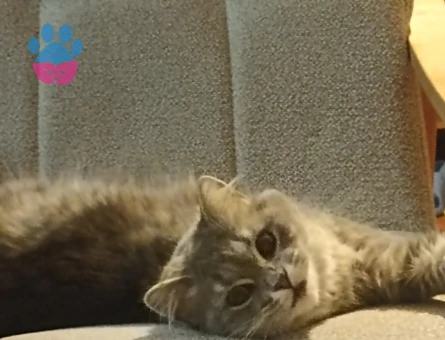 Erkek kedi arıyorum