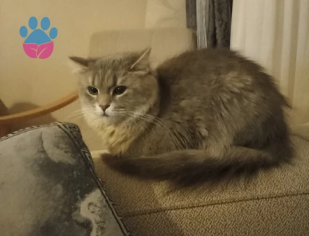 Erkek kedi arıyorum