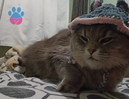 Erkek kedi arıyorum