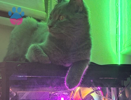 Oğlum rafa ya eş arıyorum