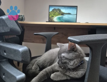 Oğlum rafa ya eş arıyorum