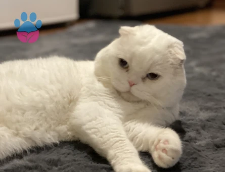 Oğluma eş arıyorum