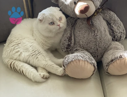 Oğluma eş arıyorum