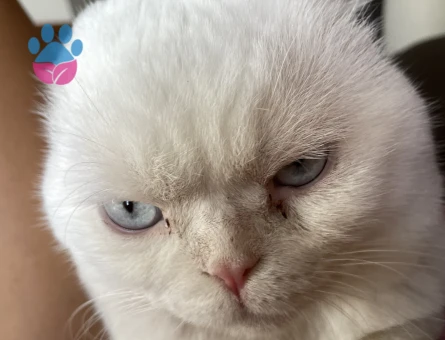 Oğluma eş arıyorum