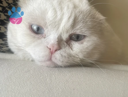 Oğluma eş arıyorum