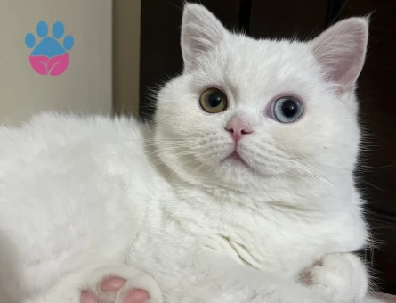 Güzel oğluma eş arıyorum