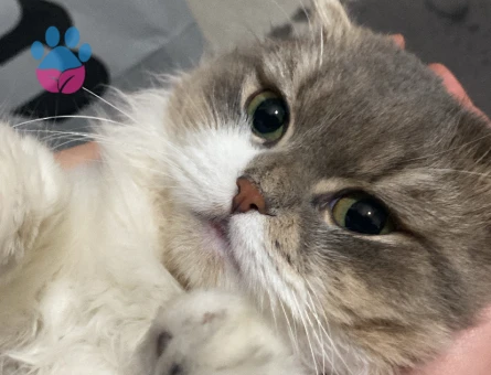 Scottish Straight 1 Yaşında Eş Arıyor