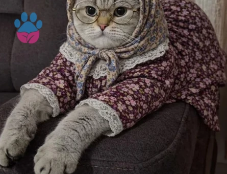 Fold kedime eş arıyorum