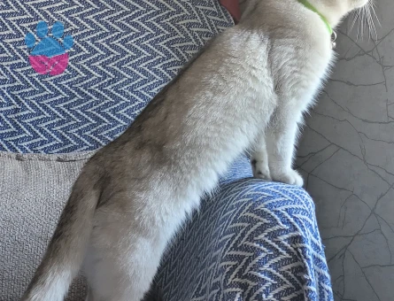 Fold kedime eş arıyorum