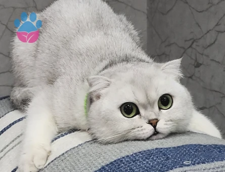 Fold kedime eş arıyorum