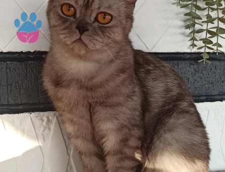 Scottish Dişi Kedimize Eş Arıyoruz