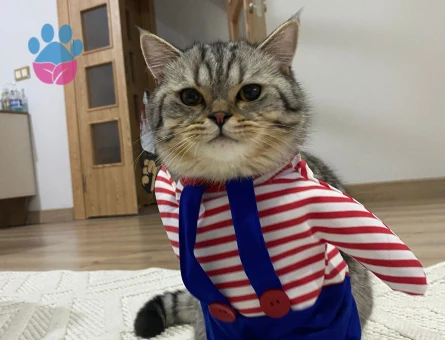 British Shorthair Oğlumuza gelin arıyoruz