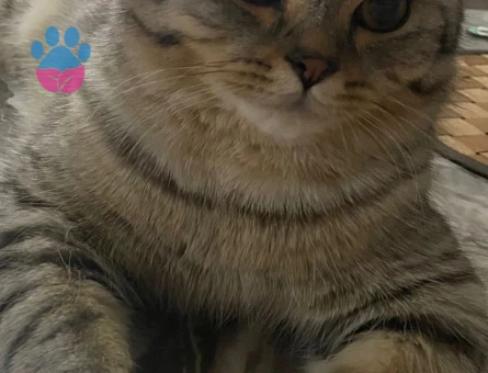 British Shorthair Oğlumuza gelin arıyoruz