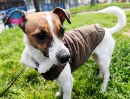 3 yaşında Jack Russel Terrier Kızıma Eş Arıyoruz