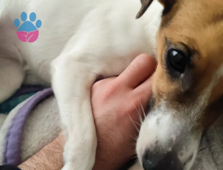 3 yaşında Jack Russel Terrier Kızıma Eş Arıyoruz