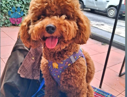 Poodle Erkek Köpeğime Eş Arıyorum