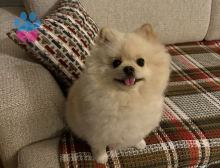 Oğlumuz milkiye kız arıyoruz