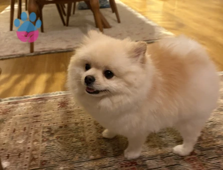 Oğlumuz milkiye kız arıyoruz