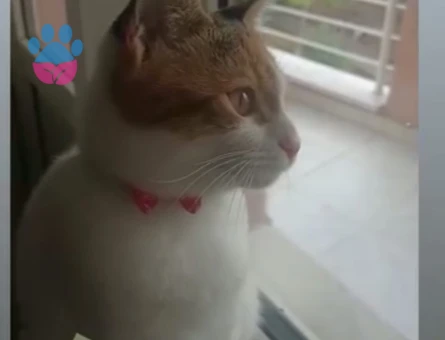 Tekir Kedime Eş Arıyorum 1 Yaşında