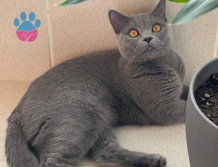British Shorthair 1 Yaşında Eş Arıyor