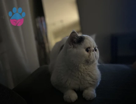 Oğlumuz Fiko’ya eş arıyoruz🥰