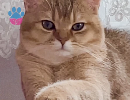 british shorthair golden cinsi oğluma eş kendime gelin arıyorum:))