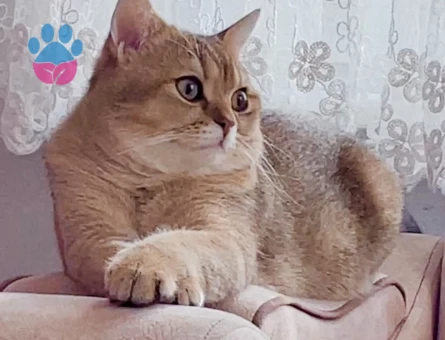 british shorthair golden cinsi oğluma eş kendime gelin arıyorum:))