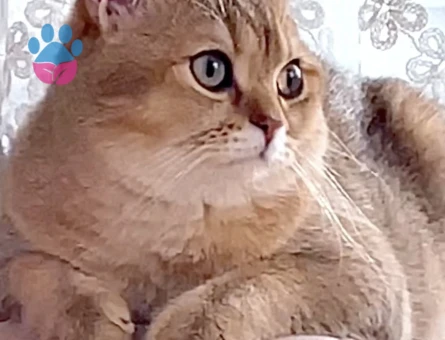 british shorthair golden cinsi oğluma eş kendime gelin arıyorum:))