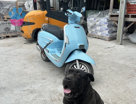 Cane Corso Erkek