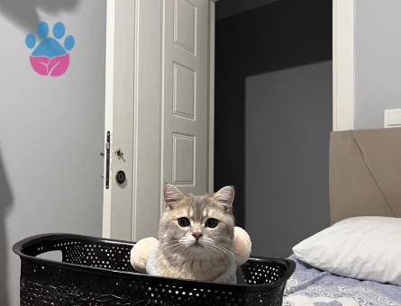 british black gold 12 aylık