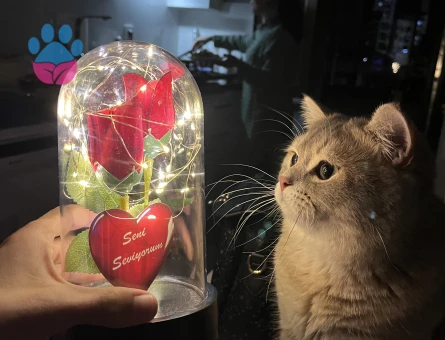 british black gold 12 aylık