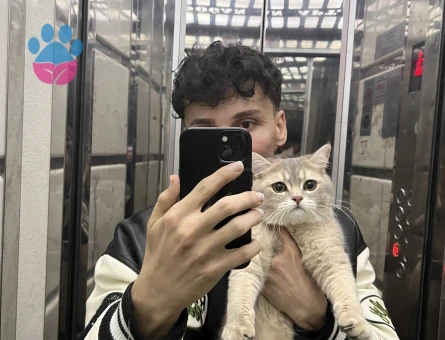 british black gold 12 aylık