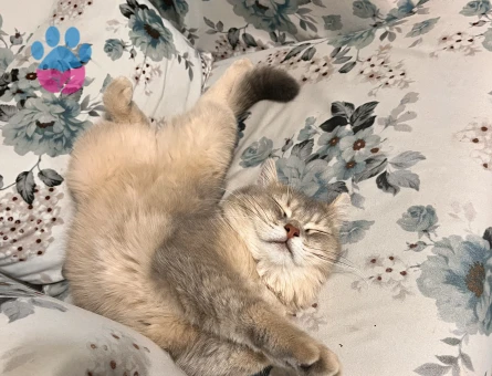 british black gold 12 aylık