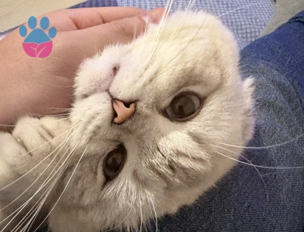 Scottish fold kedime eş arıyorum