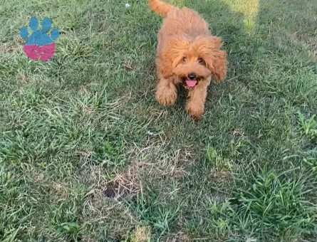 Cavapoo oğlumuz için eş arıyoruz