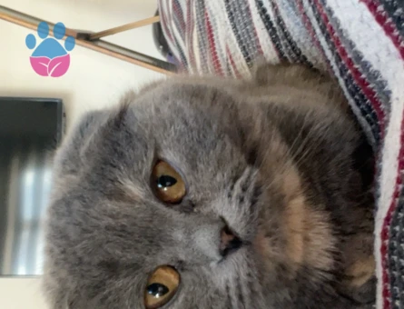 Scottish Straight Dişi Kedi 1 Yaşında