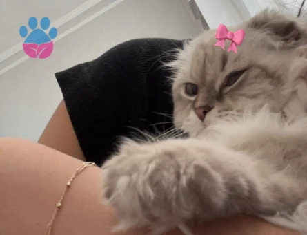 British Shorthair Pamuğa eş arıyoruz