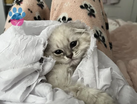 British Shorthair Pamuğa eş arıyoruz