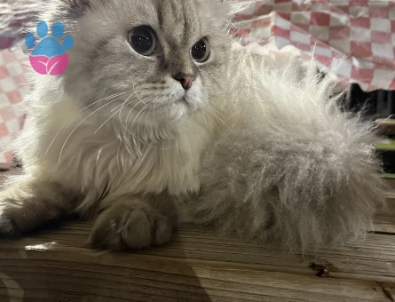 British Shorthair Pamuğa eş arıyoruz