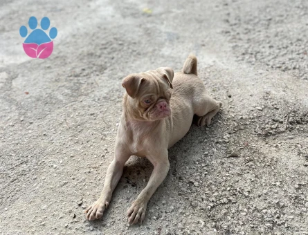 Pug 1 Yaşında Erkek Kızgınlıkta