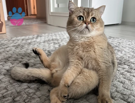 British Shorthair Oğlumuza Eş Arıyoruz 1 Yaşında