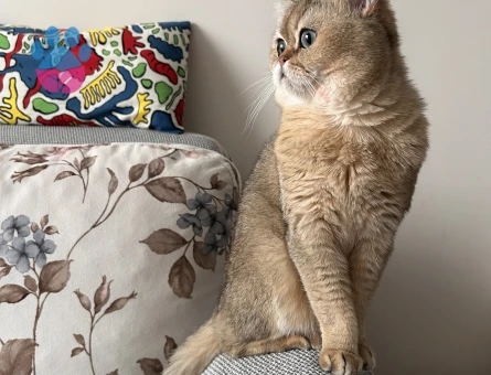 British Shorthair Oğlumuza Eş Arıyoruz 1 Yaşında