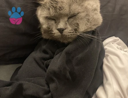 8 Aylık  kızım Lina için yakışıklı bir eş arıyorum. Yer  bağcılar.