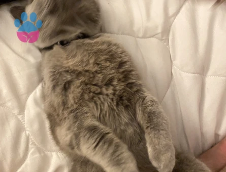 8 Aylık  kızım Lina için yakışıklı bir eş arıyorum. Yer  bağcılar.