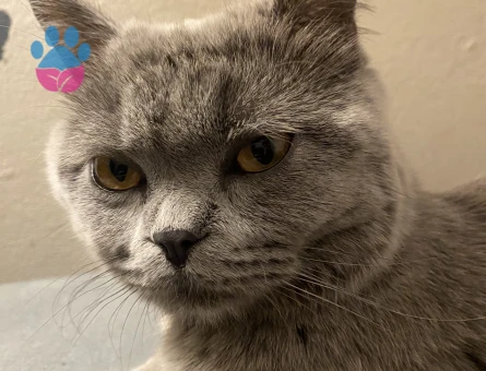 8 Aylık  kızım Lina için yakışıklı bir eş arıyorum. Yer  bağcılar.