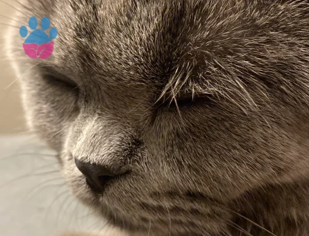 8 Aylık  kızım Lina için yakışıklı bir eş arıyorum. Yer  bağcılar.