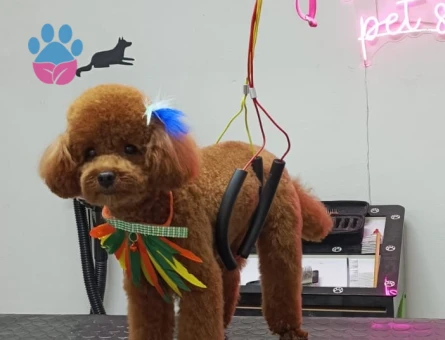 Oğluma eş arıyorum